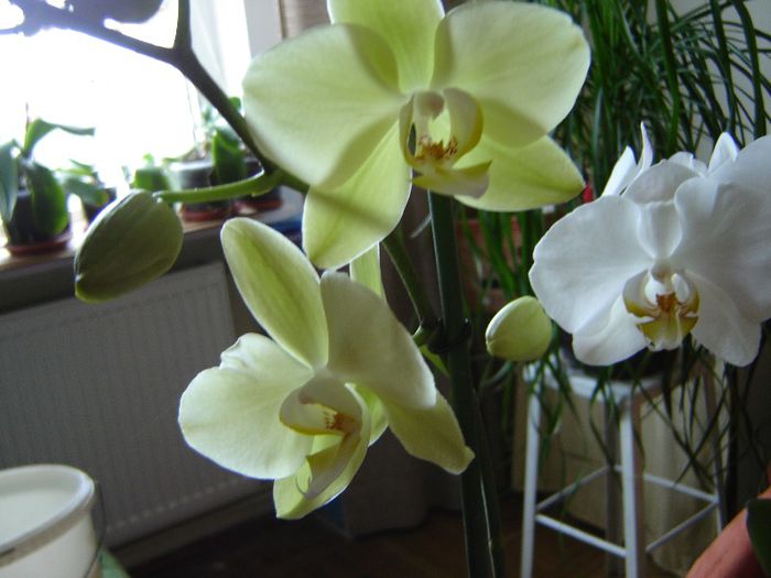 DSC00523 - A Orhideele mele