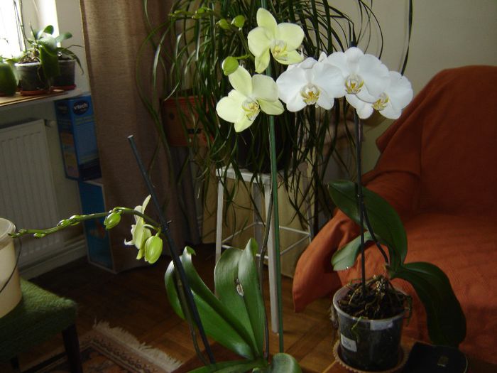 DSC00524 - A Orhideele mele