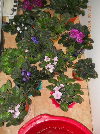 003 - VIOLETE 2013