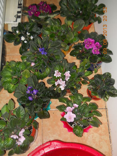 004 - VIOLETE 2013