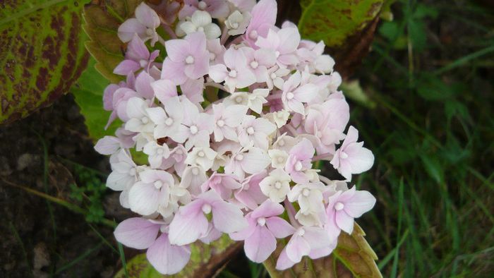 Picture 145 - hortensia