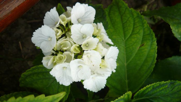 Picture 148 - hortensia