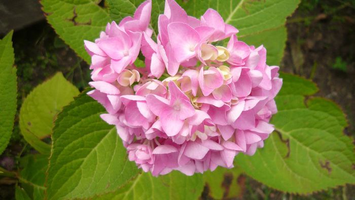 Picture 376 - hortensia
