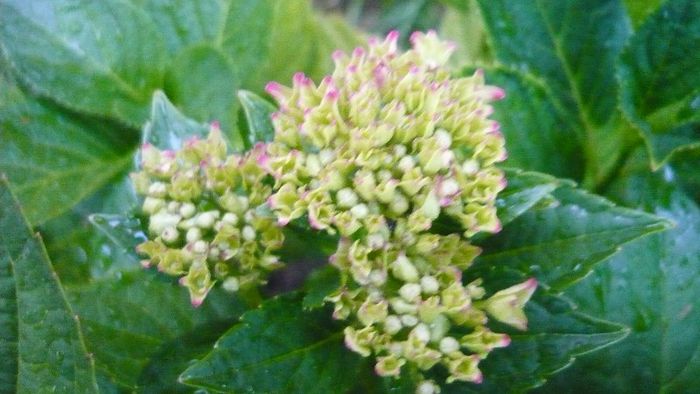 Picture 090 - hortensia