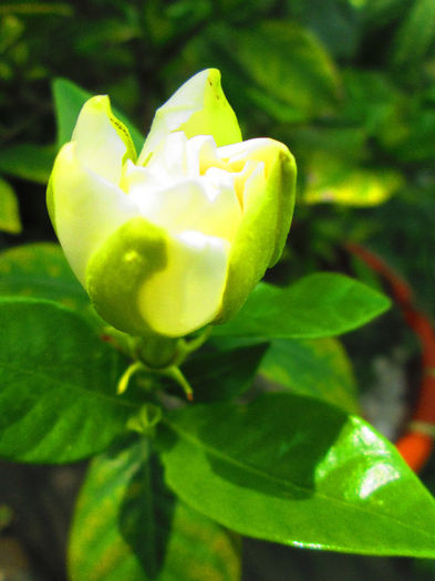 IMG_4048 - GARDENIA 2013