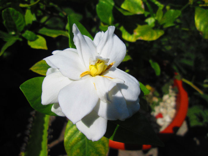 IMG_4057 - GARDENIA 2013