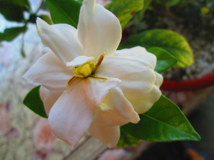 IMG_4060 - GARDENIA 2013