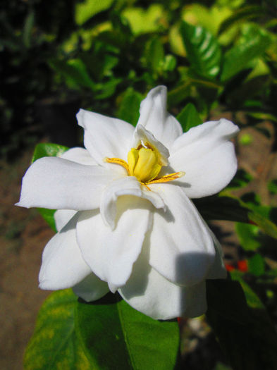 IMG_4061 - GARDENIA 2013