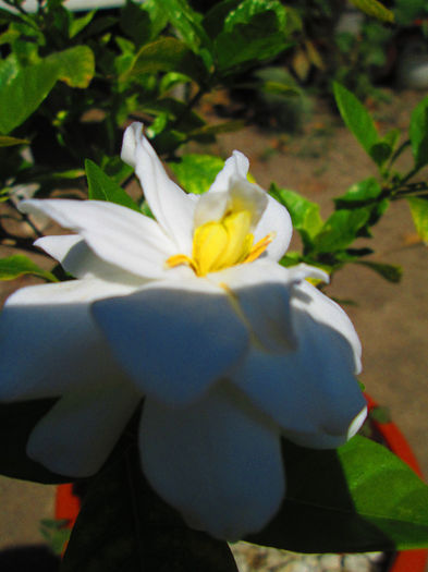 IMG_4062 - GARDENIA 2013