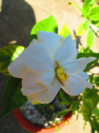 IMG_4063 - GARDENIA 2013