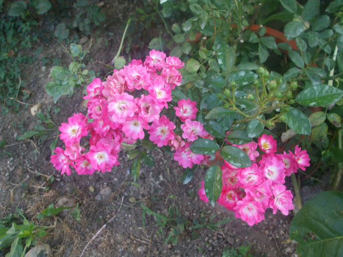 Orleans Rose