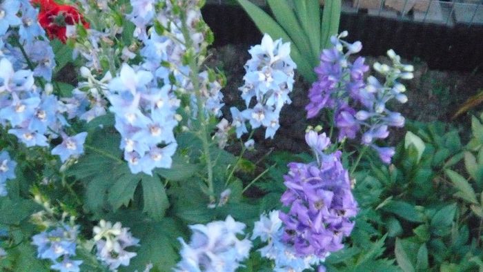 Picture 878 - Flori de vara