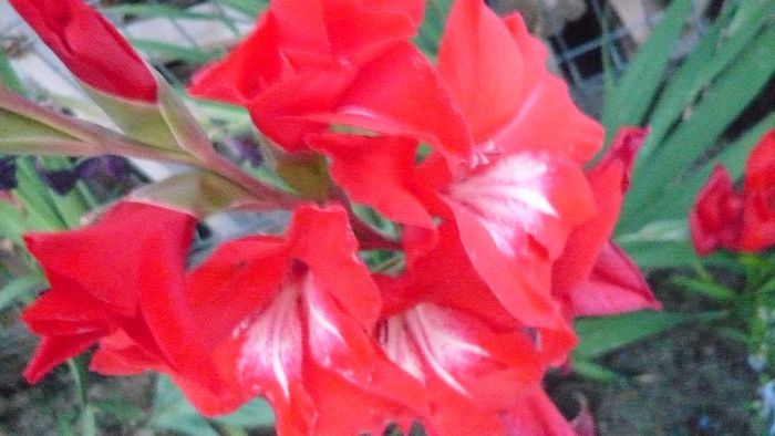 Picture 879 - Flori de vara