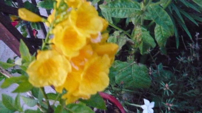 Picture 885 - Flori de vara