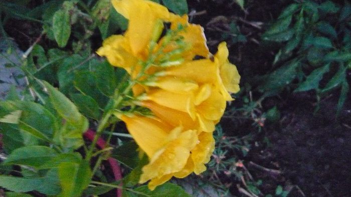 Picture 886 - Flori de vara