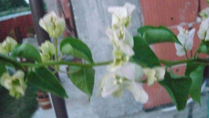 Picture 897 - Flori de vara