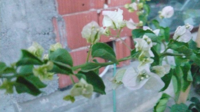 Picture 898 - Flori de vara