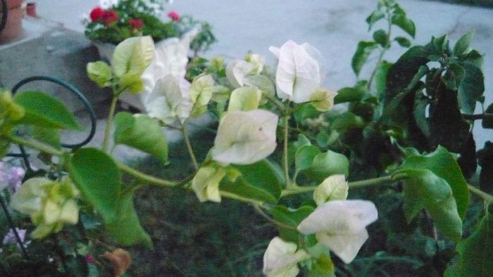 Picture 899 - Flori de vara