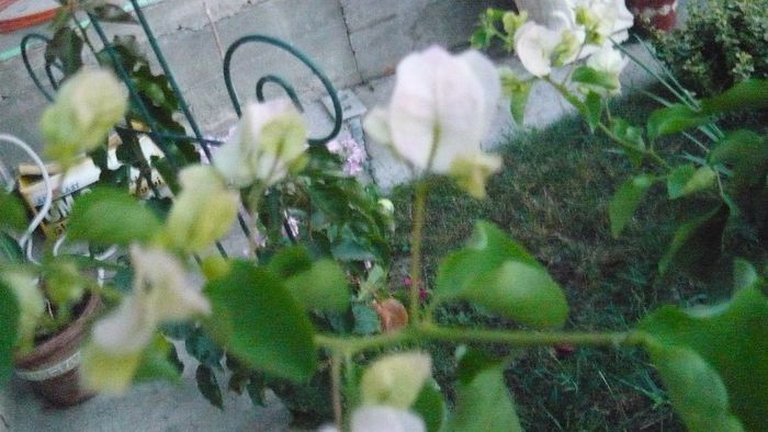 Picture 900 - Flori de vara