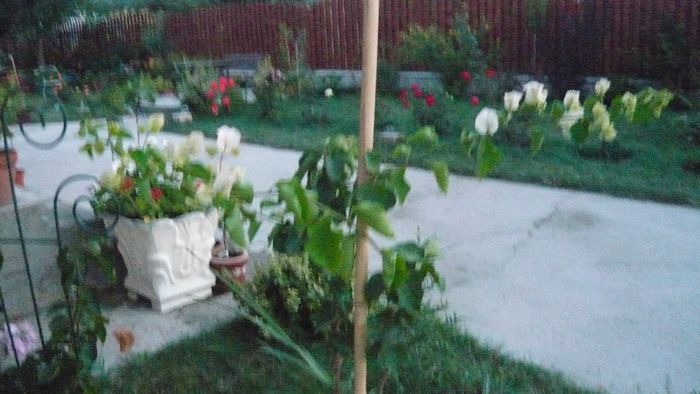 Picture 901 - Flori de vara