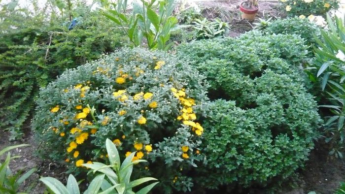 Picture 739 - Flori de vara