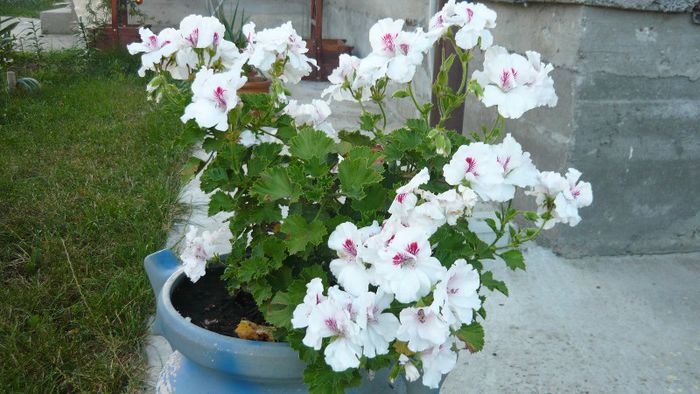 Picture 803 - Flori de vara