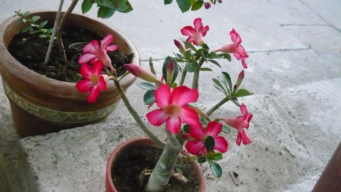 Picture 740 - Flori de vara