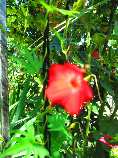 nu stiu cum se numeste; ajutati-ma
