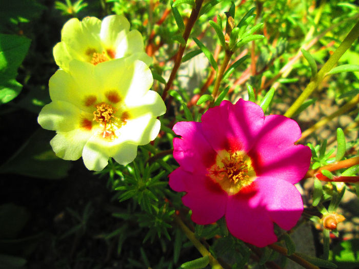 portulaca; flori de piatra
