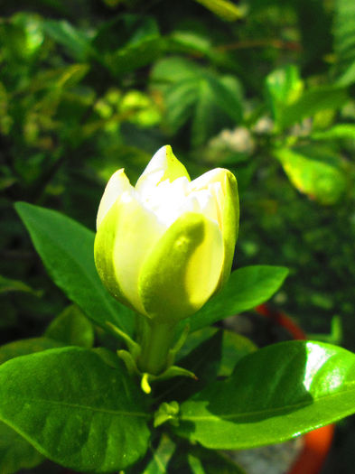 gardenia