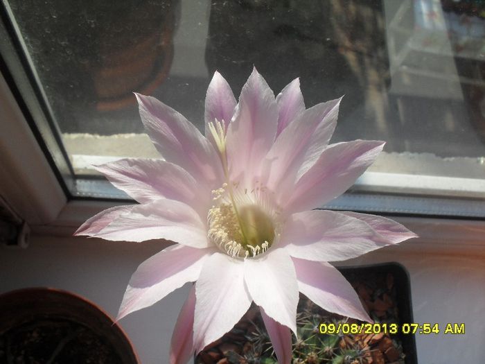 Echinopsis eyriesii - 2013