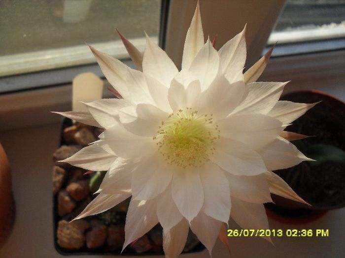 Echinopsis subdenudata