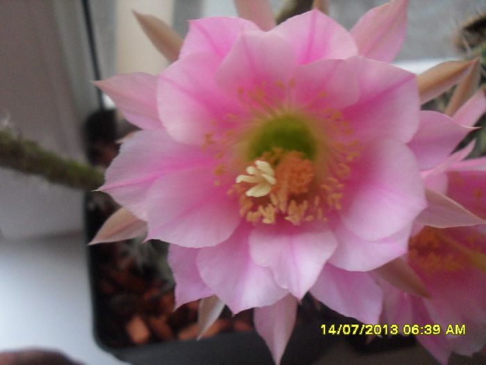 Echinopsis obrepanda - 2013