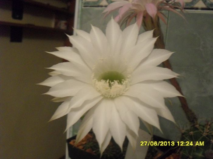 Echinopsis eyriesii - 2013