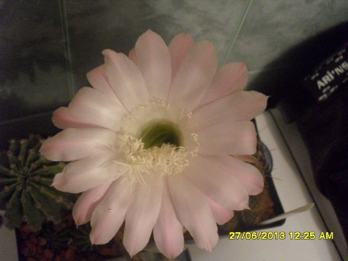 Echinopsis eyriesii