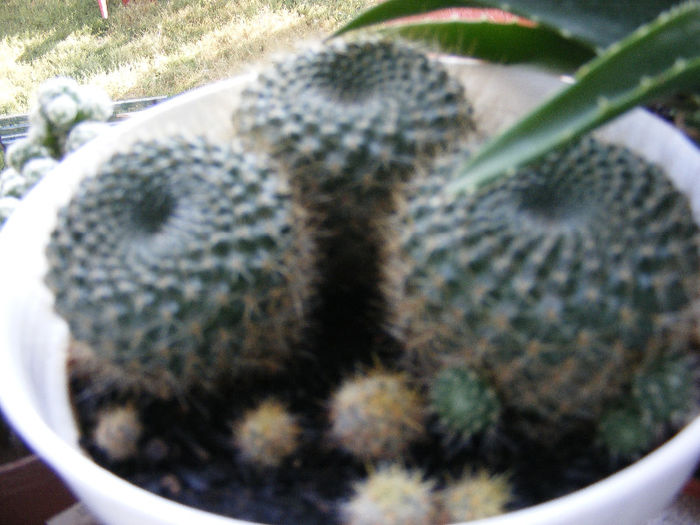 DSCF0102 - Cactusi si suculente