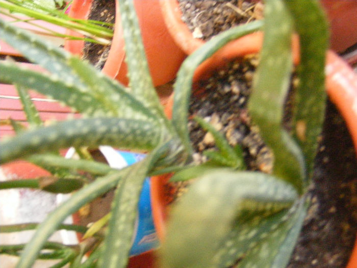 DSCF0168 - Cactusi si suculente