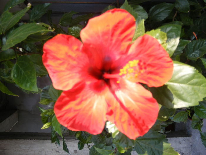 DSCF0079 - Hibiscus 2013 2014 2015-2016