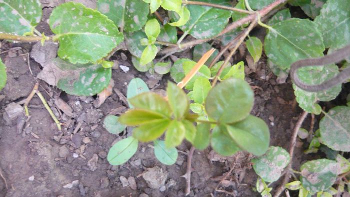 pat austin - butasi si rezultate vara