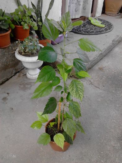 IMG_20130809_090512; hibi portocaliu primit cadou
