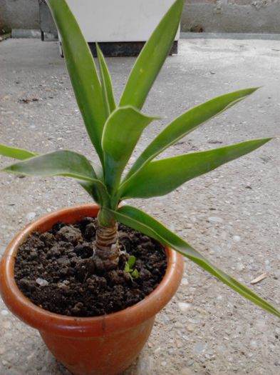 IMG_20130809_090609; ce poate fi...yucca?
