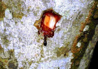 Croton lechleri sange de dragon - 2-de vanzare 2019-2020-SEMINTE IERBURI FOLOSITOARE SI PLANTE MEDICINALE RARE