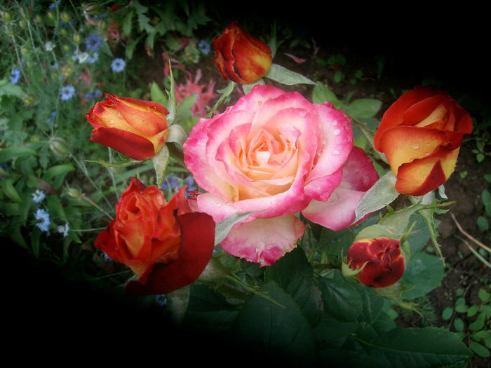 SANY4436 - Trandafiri 2013