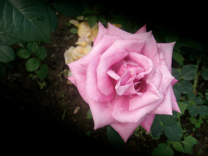 SANY4444 - Trandafiri 2013