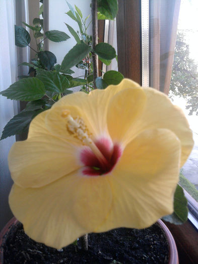 Boreas yellow - Hibiscusi si Bougainvillea