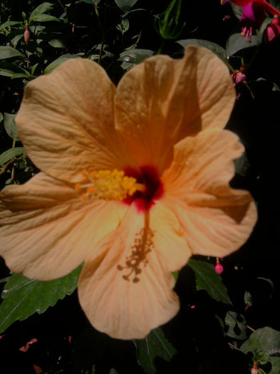 Cairo apricot în soare - Hibiscusi si Bougainvillea