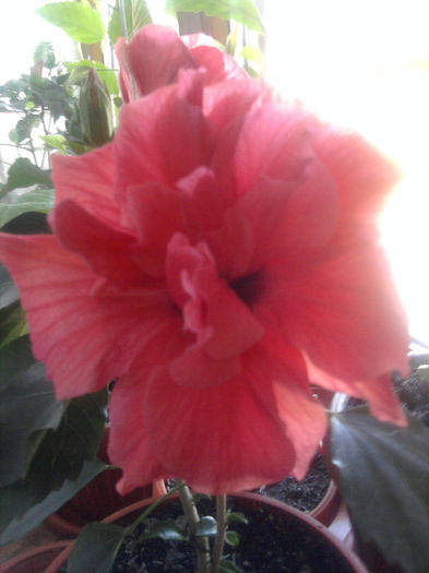 Fotografie1462 - Hibiscusi si Bougainvillea