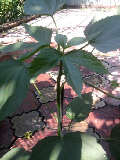 Un hibi mai ciudat din seminte