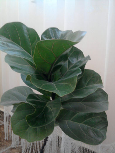 Fotografie1448Ficus lyrata