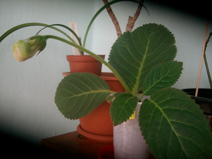Se pregateste o frumusica - Gloxinia-2013